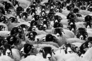 Pastorale: Schäfchen als Hirten