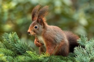 Eichhörnchen statt Einhörnchen