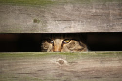 Kommentar zu NACHGEDACHT (65) „Schnell weg hier und verstecken“