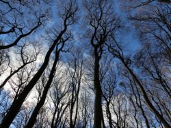 Kommentar zu NACHGEDACHT (73): Warum Bäume vielleicht besser sind