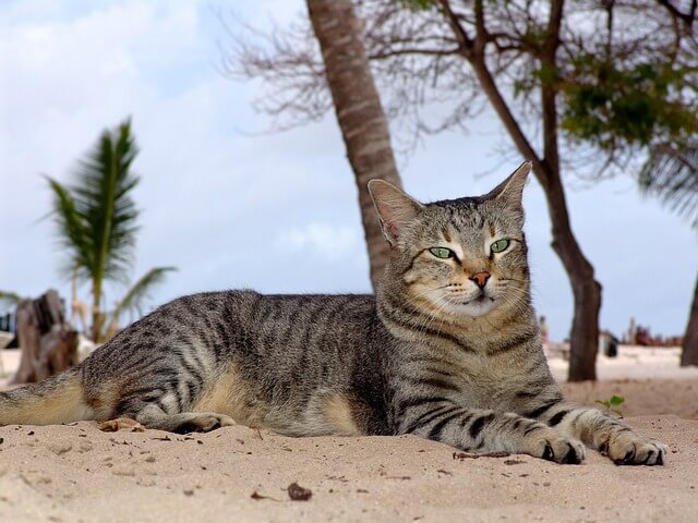 Katze im Himmel