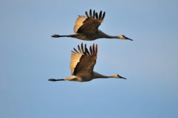 Die Rückkehr der Vögel… Gedanken zu Nachgedacht… (216) zum Thema Zugvögel
