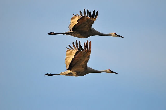 Zugvögel