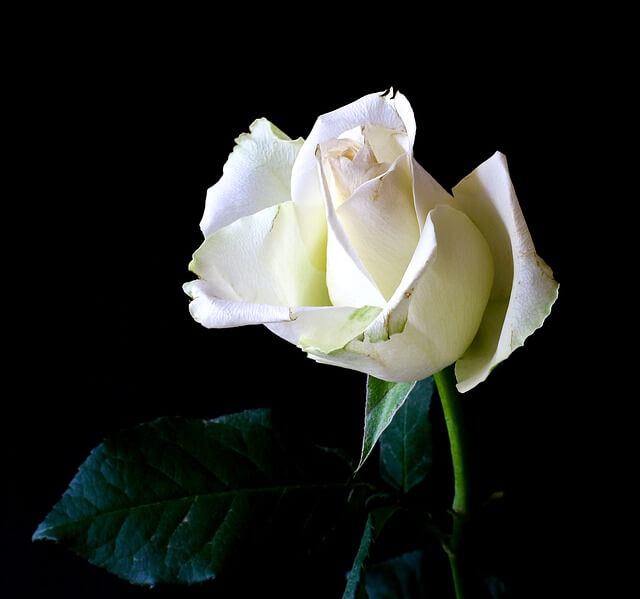 Verantwortung - Weiße Rose