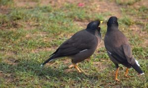 Die Botschaft des Frühlings – Das Wort zum Wort zum Sonntag über Vögel und Kreuze