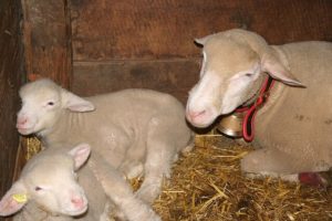 in Stall und Stube