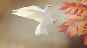 Suche Frieden – Das Wort zum Wort zum Sonntag zum Katholikentag 2018 in Münster