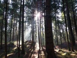Im dunklen Wald… – Das Wort zum Wort zum Sonntag zum Thema Vertrauen