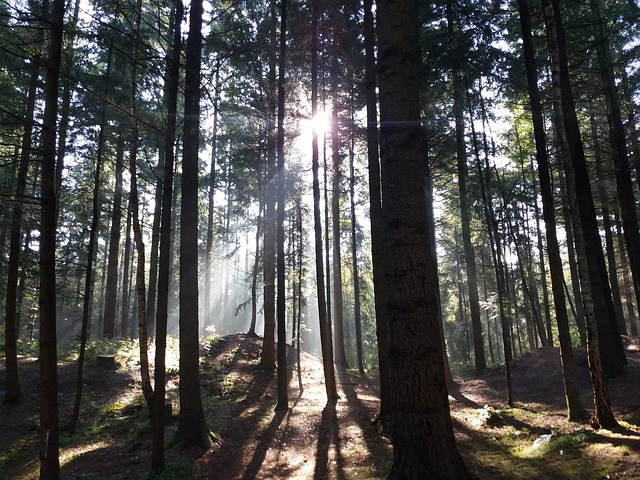 Vertrauen im Wald