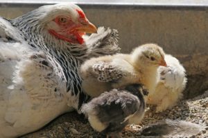 Papa-Hennengottgebet auf kindersache.de