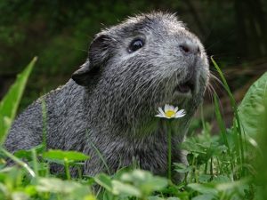 Meerschweinchen-Wunder auf kindersache.de