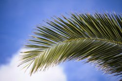 Palmsonntag: Der Weg zum neuen Leben führt über den Tod – Das Wort zum Wort zum Sonntag