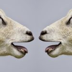 Gedanken zu: Wie Schafe, die keinen Hirten haben