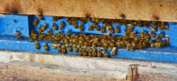 Gedanken zu: Impulse von Stadtpfarrer Stefan Buß: Die Bienen von Bethlehem
