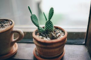 Bie Krise: Kaktus