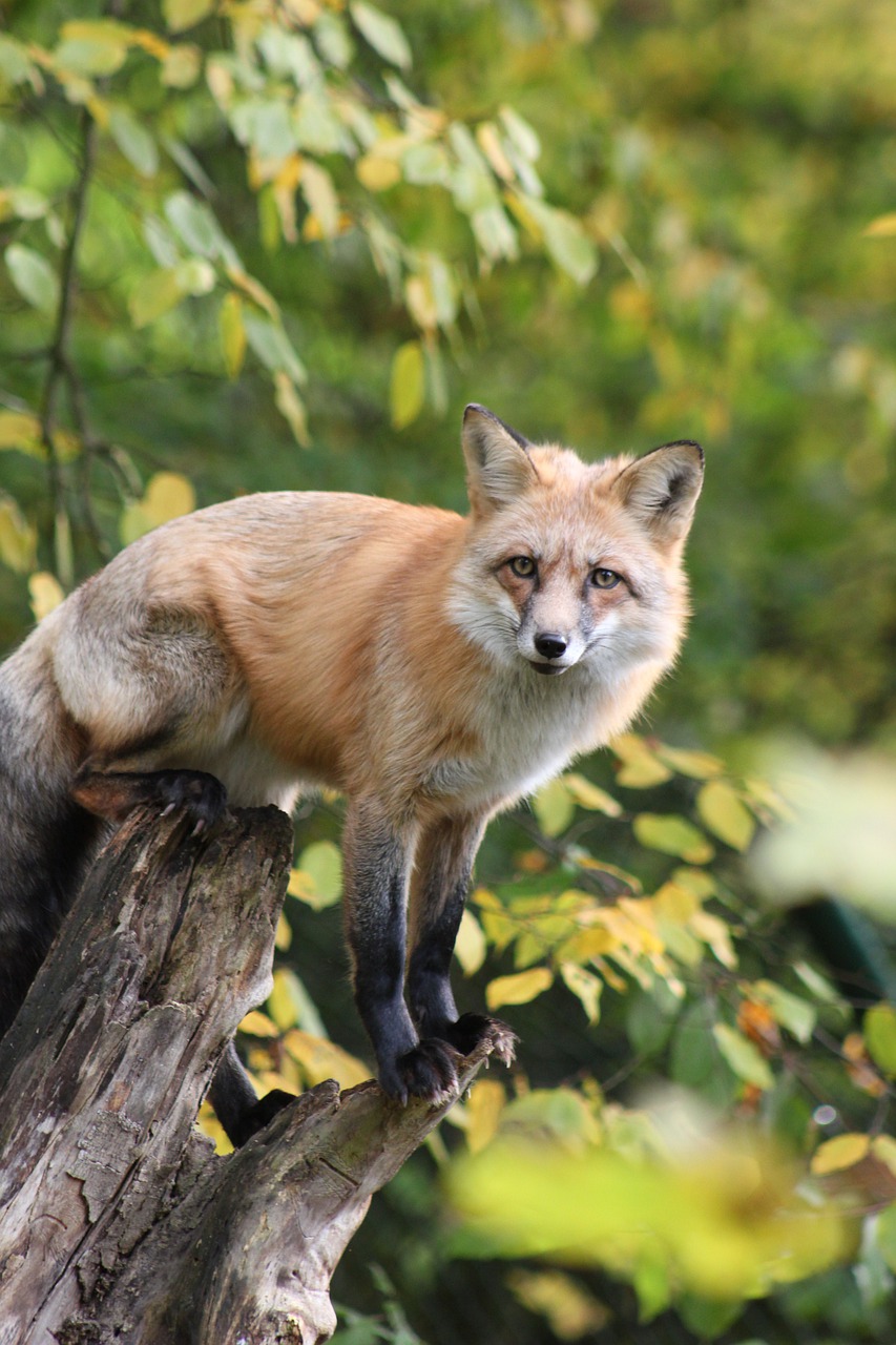 Schweigefuchs