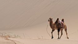 Gedanken zu: Impulse von Stefan Buß: Warum das Kamel zwei Höcker hat