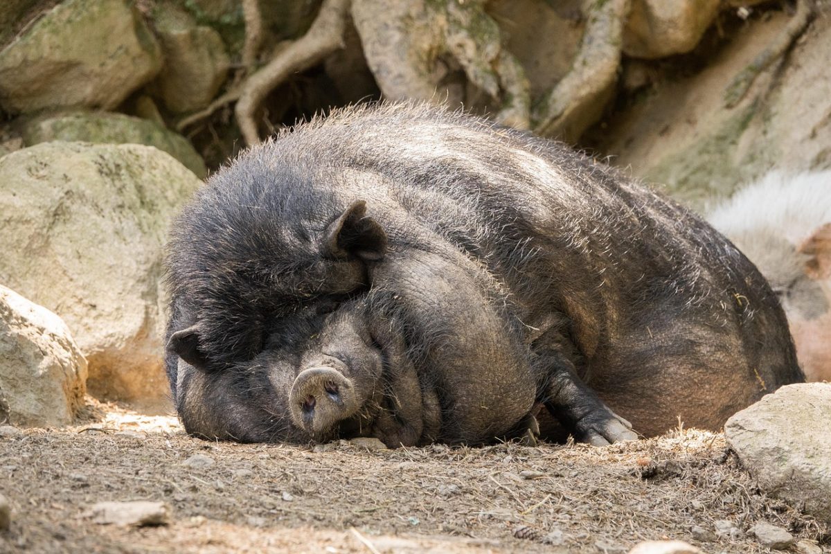 Du musst ein Schwein sein?