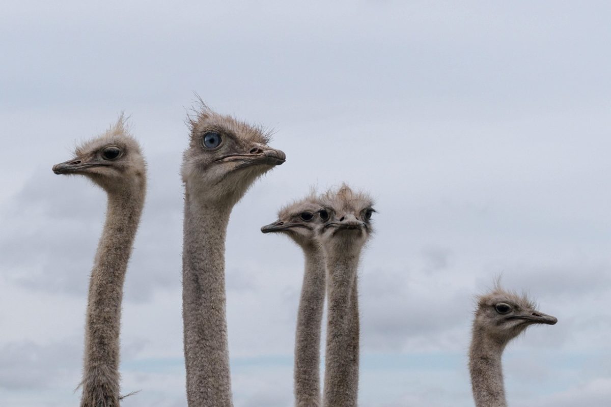 Vögel