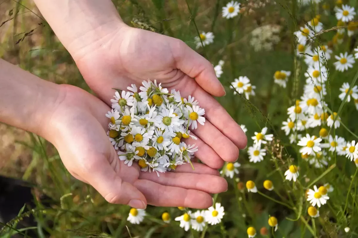Hände halten frisch gepflückte Kamillenblüten über einer Sommerwiese
